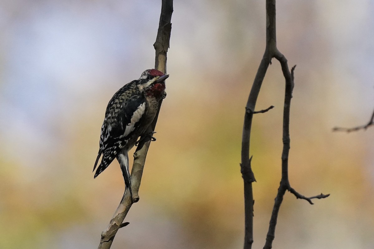 Yellow-bellied Sapsucker - ML611217328