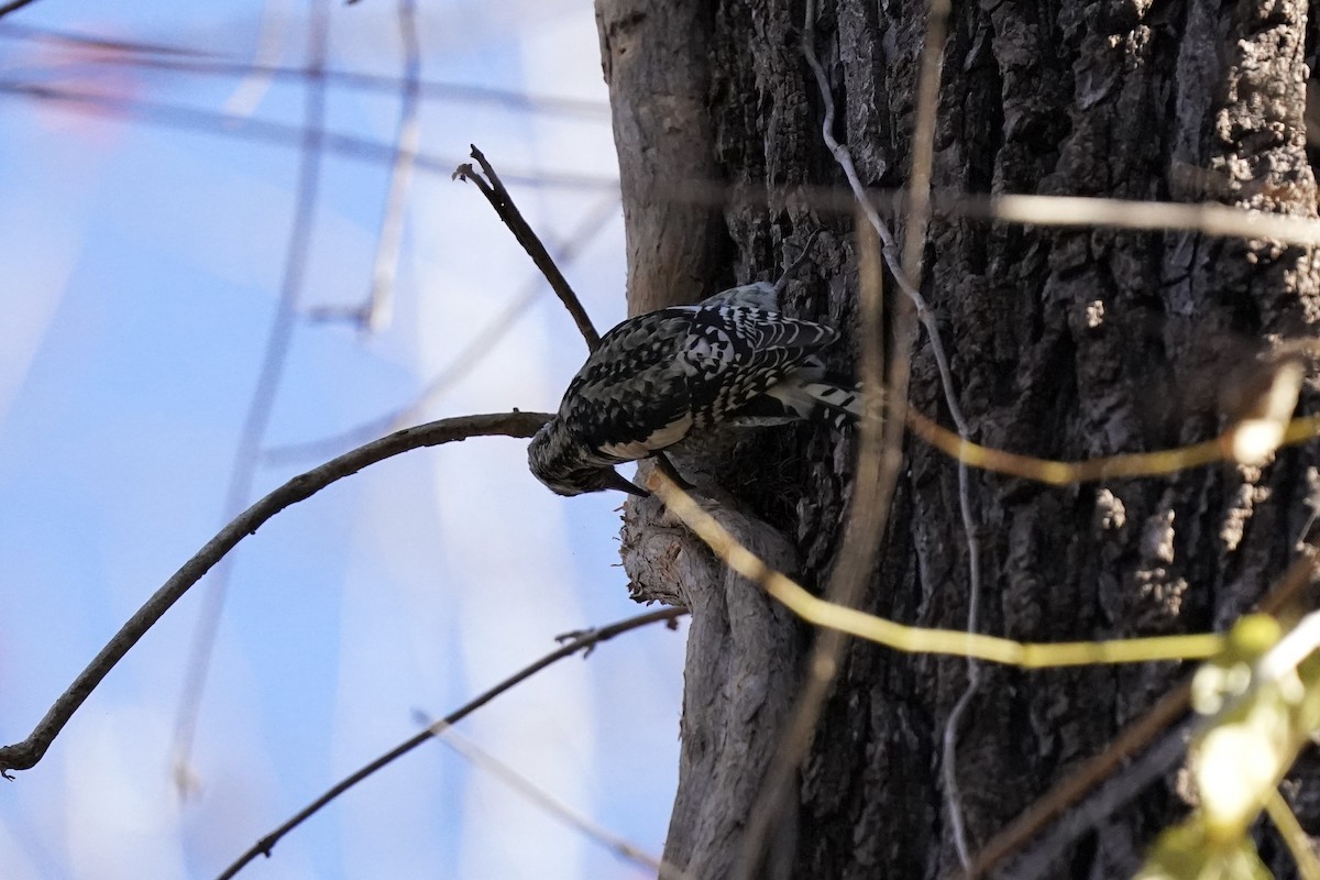 Yellow-bellied Sapsucker - ML611217329