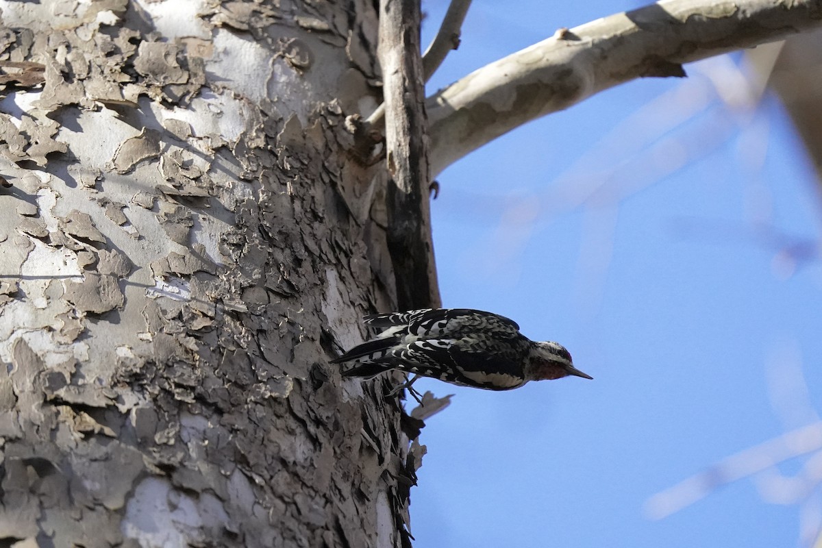 Yellow-bellied Sapsucker - ML611217331