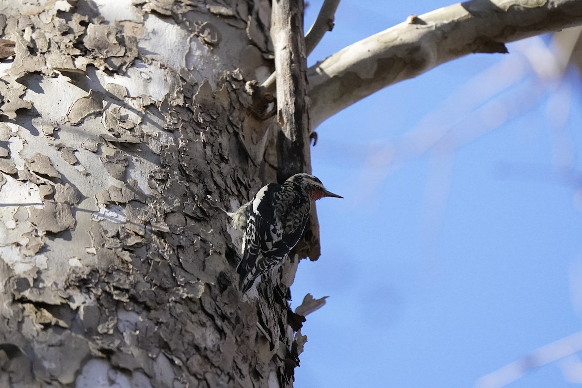 Yellow-bellied Sapsucker - ML611217332