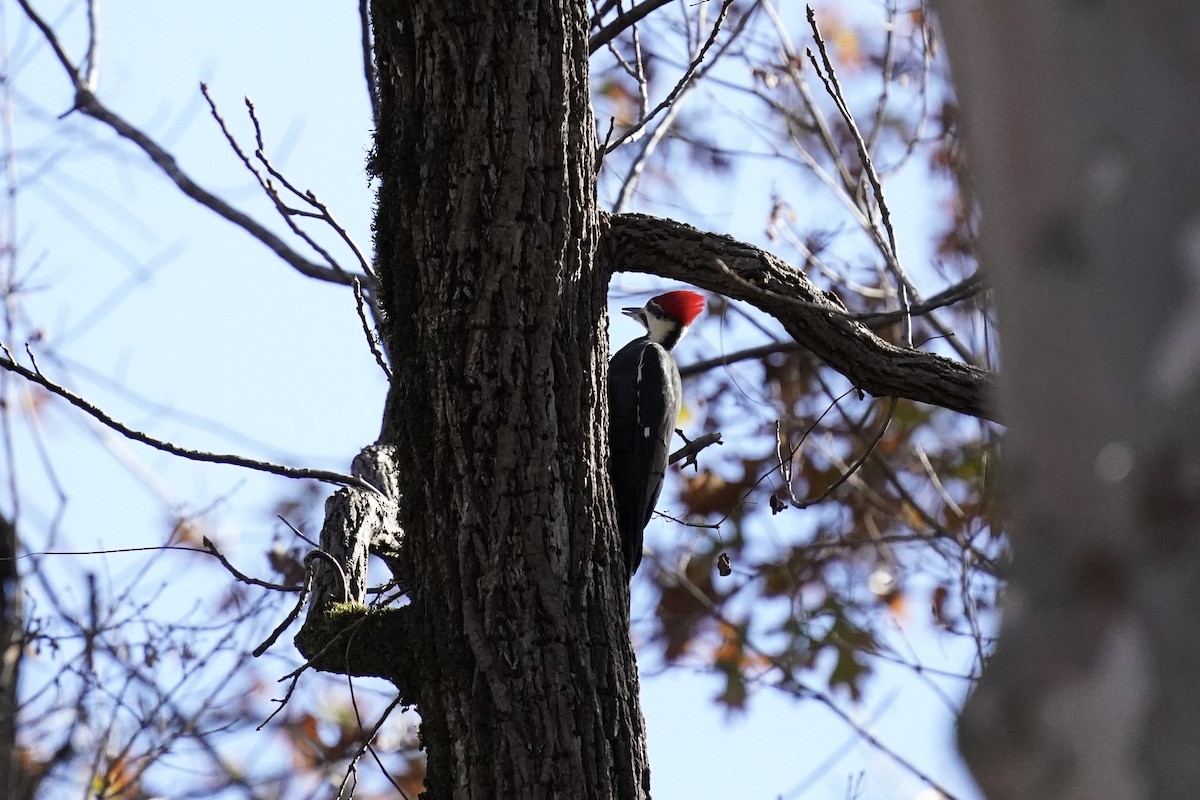 Pileated Woodpecker - ML611217339