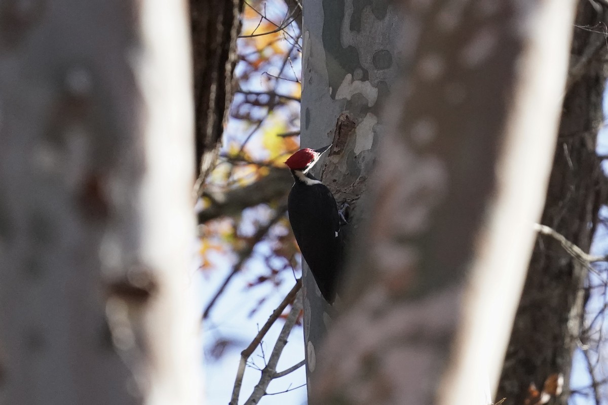 Pileated Woodpecker - ML611217340