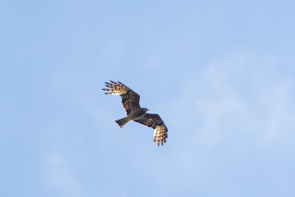 Square-tailed Kite - Duke N