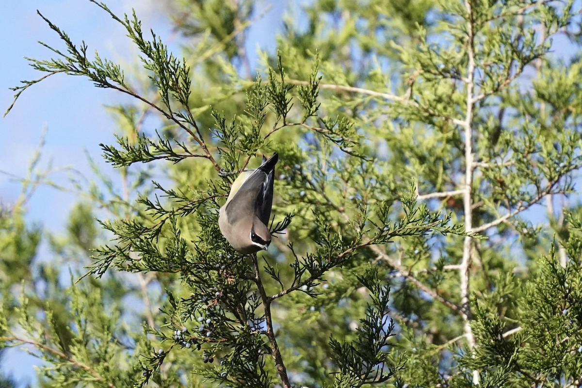 Cedar Waxwing - ML611217430