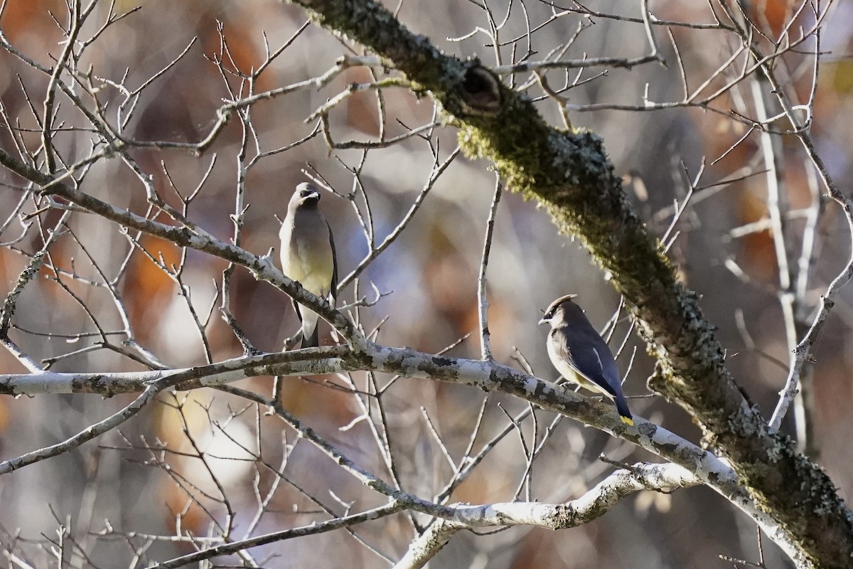 Cedar Waxwing - ML611217431