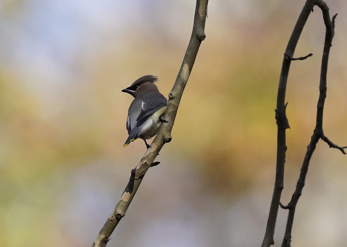 Cedar Waxwing - ML611217432