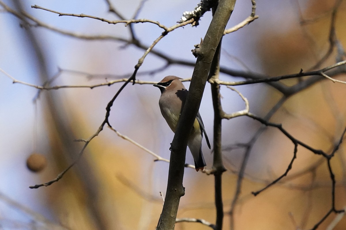 Cedar Waxwing - ML611217433
