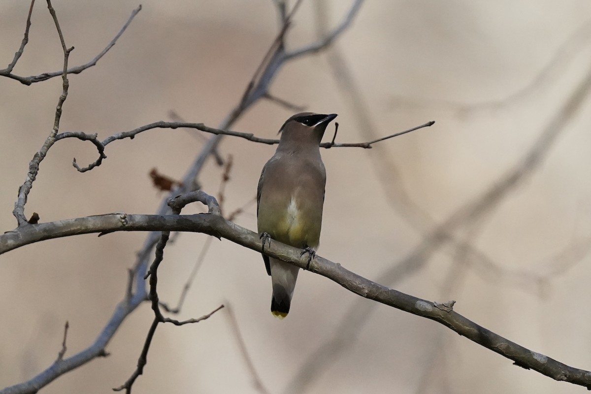 Cedar Waxwing - ML611217434