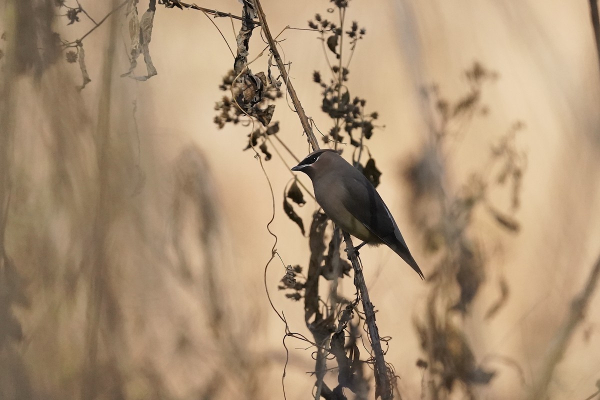 Cedar Waxwing - ML611217435