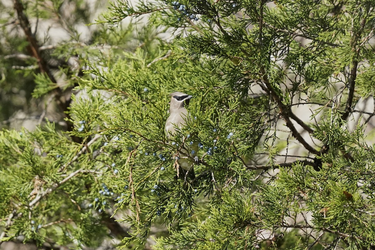 Cedar Waxwing - ML611217437
