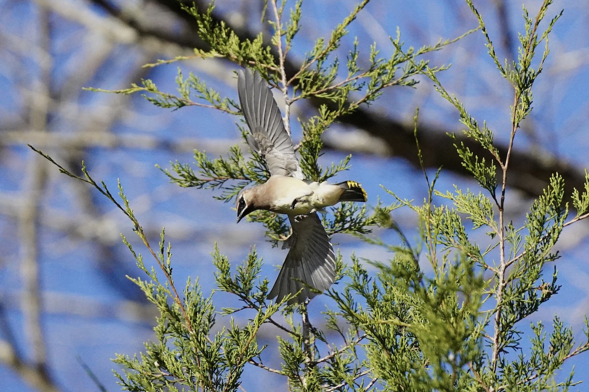 Cedar Waxwing - ML611217438