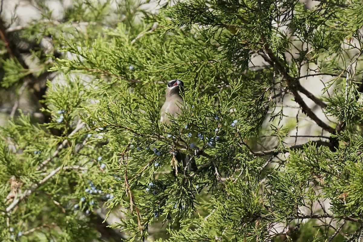 Cedar Waxwing - ML611217439
