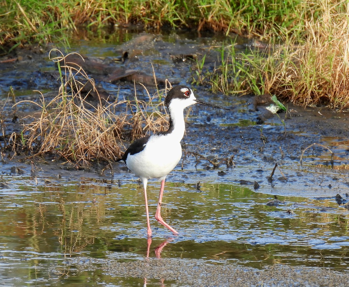 Black-necked Stilt - ML611217474