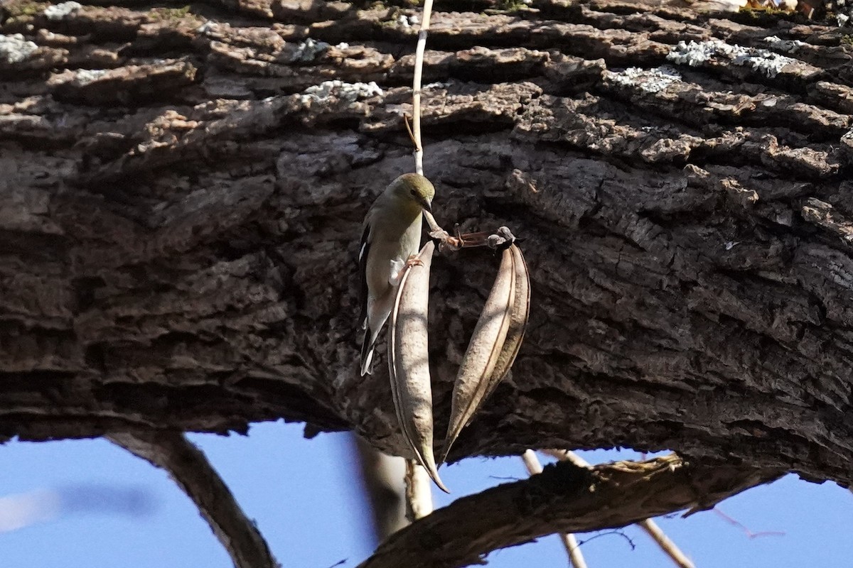 American Goldfinch - ML611217497
