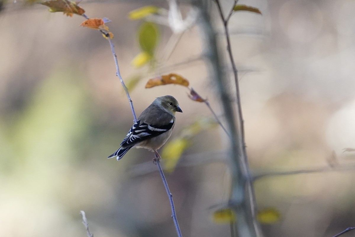 American Goldfinch - ML611217498