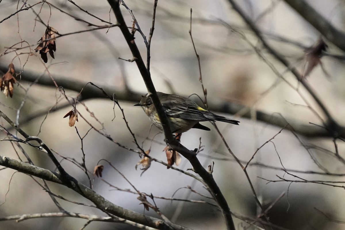 Yellow-rumped Warbler - ML611217534