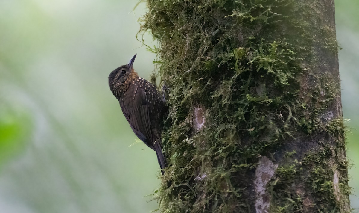 Spotted Barbtail - ML611217554
