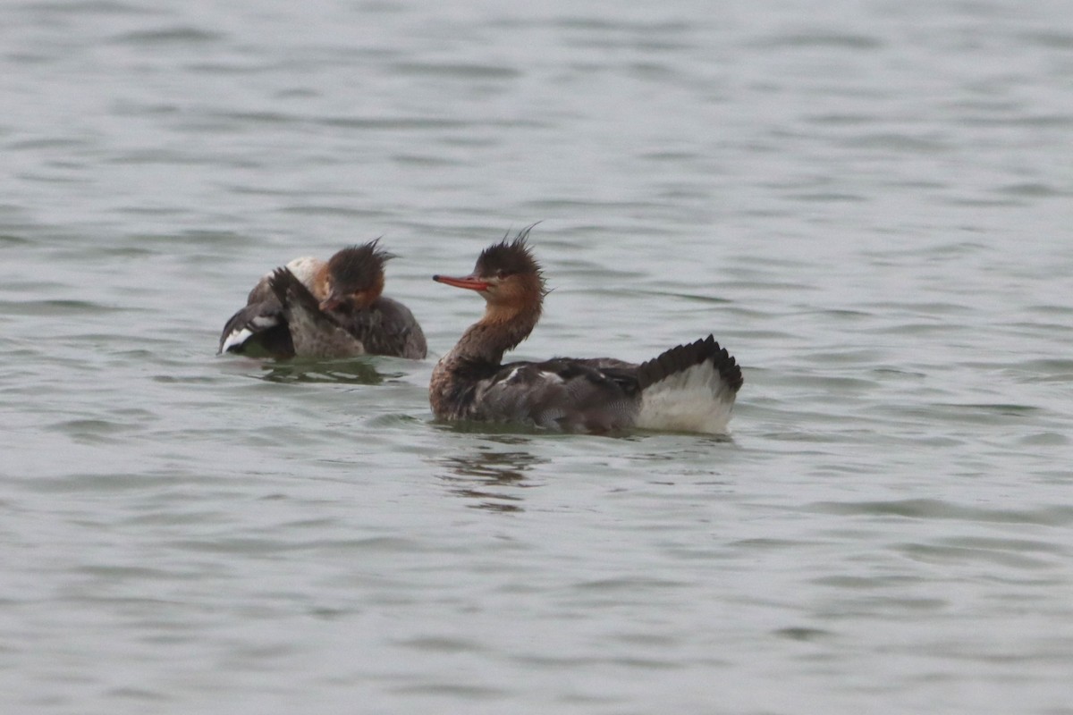 Red-breasted Merganser - ML611217576