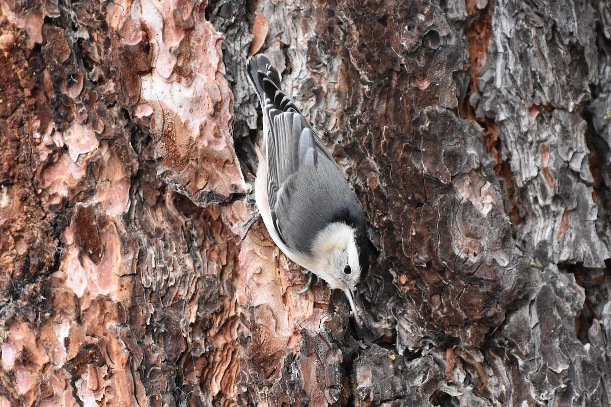 White-breasted Nuthatch - Gloria Beerman
