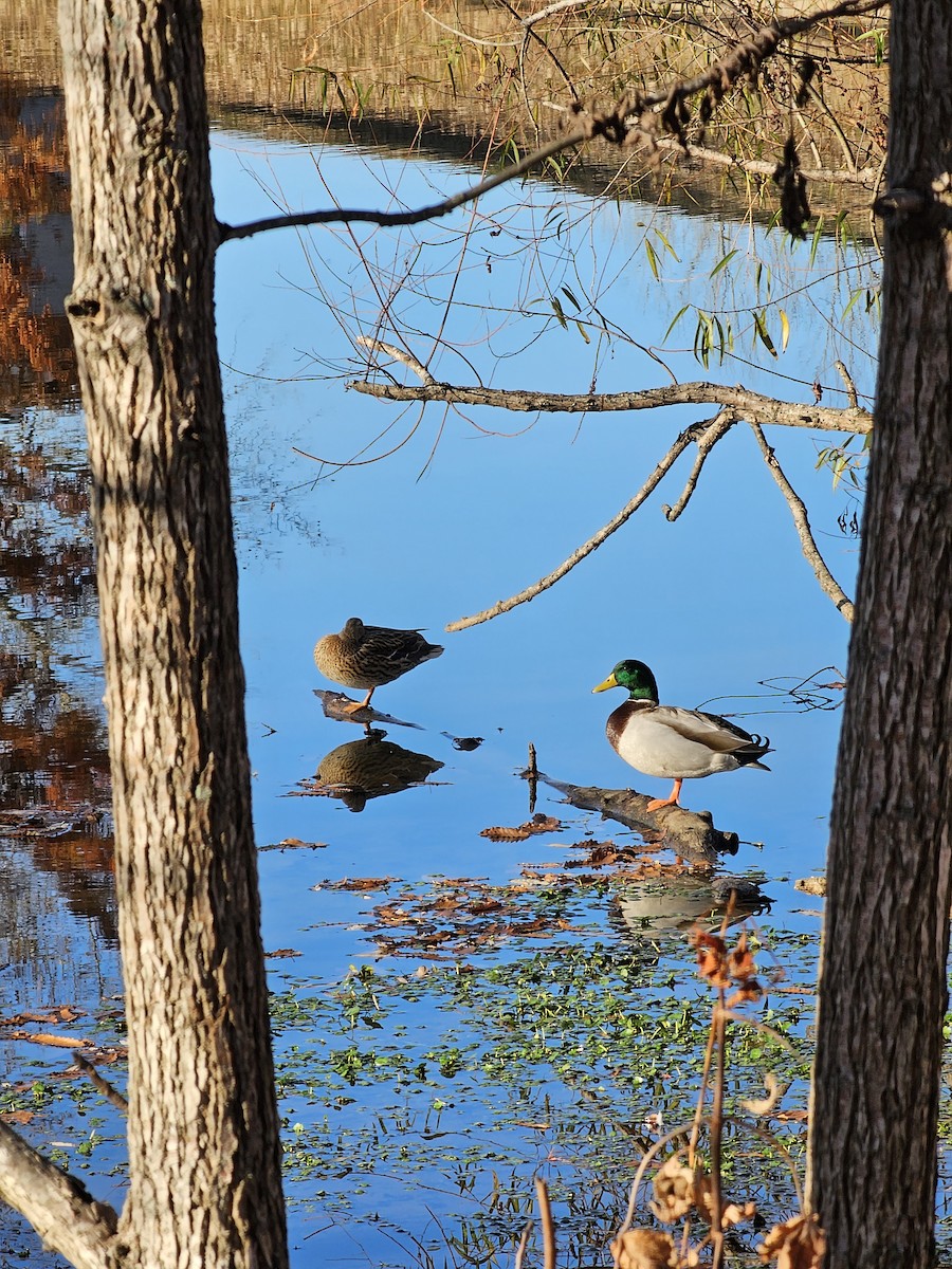 Canard colvert - ML611217710