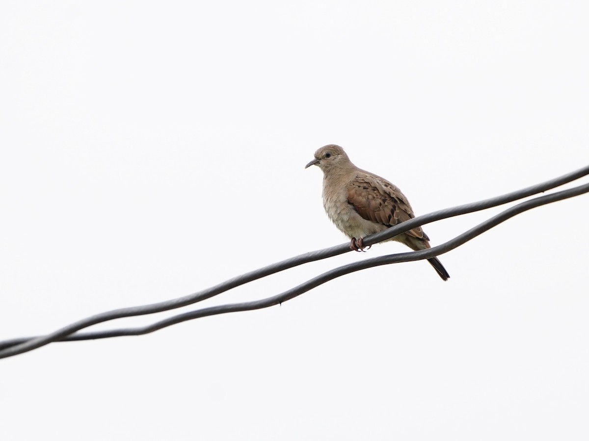 Plain-breasted Ground Dove - ML611217749