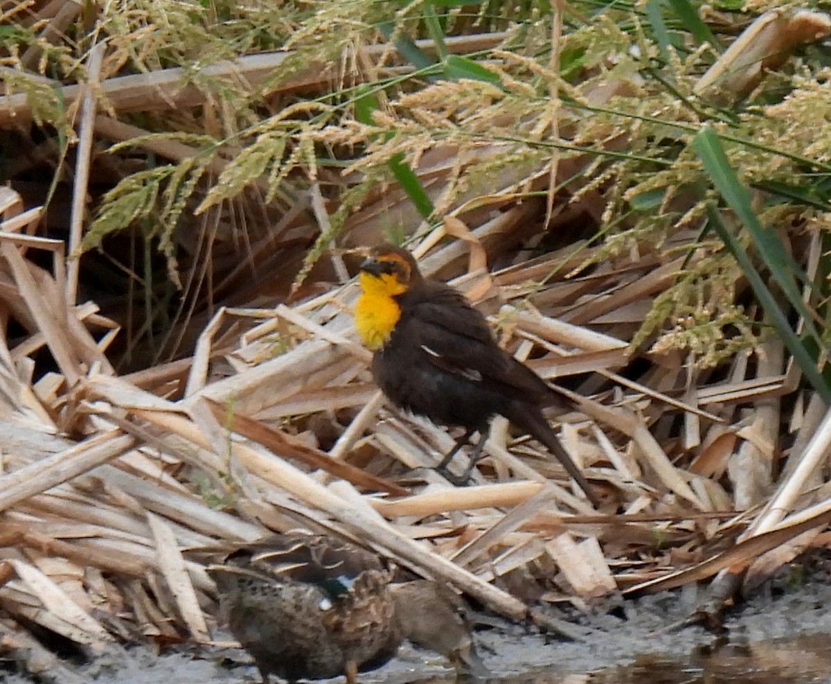 Yellow-headed Blackbird - ML611217808