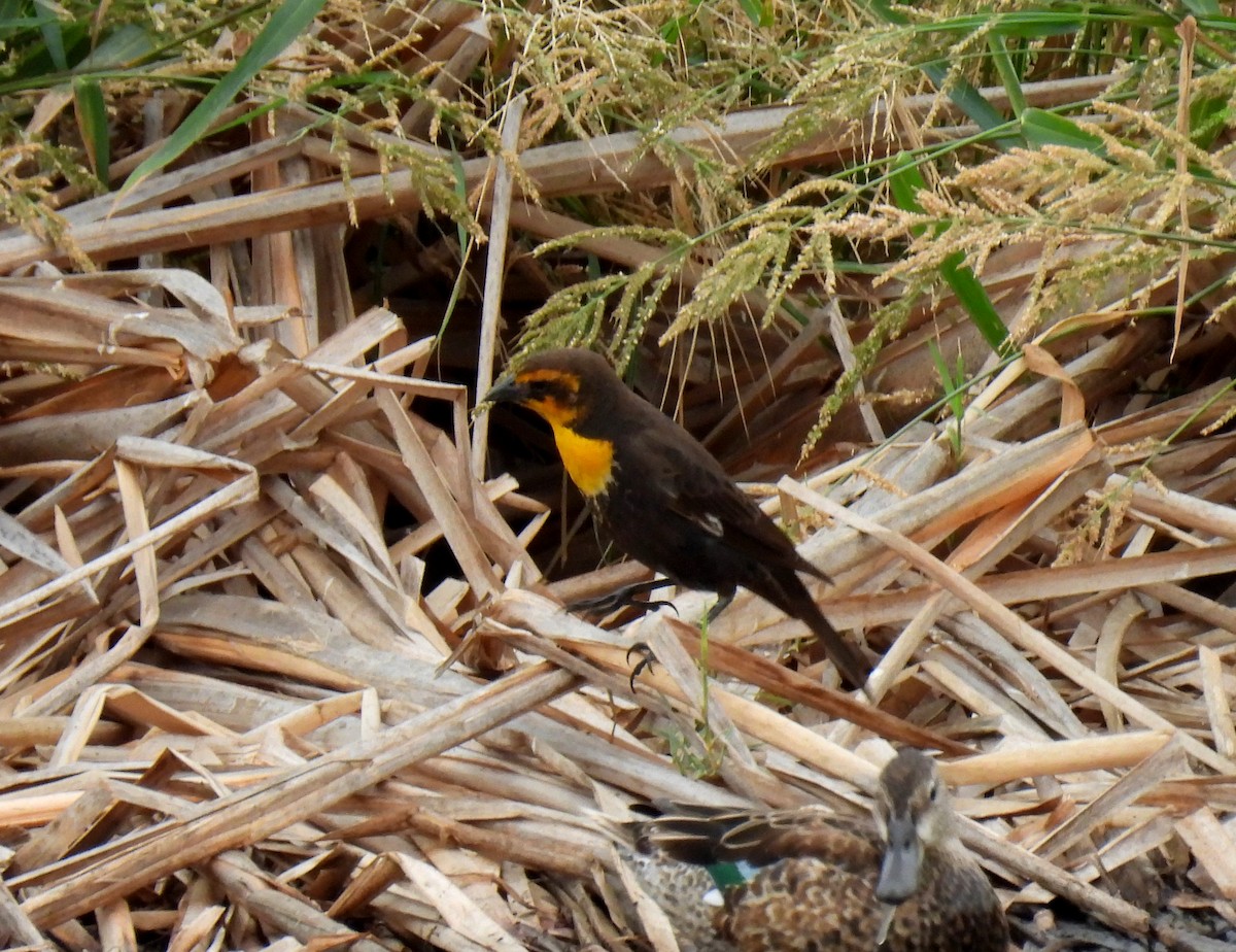 Yellow-headed Blackbird - ML611217809