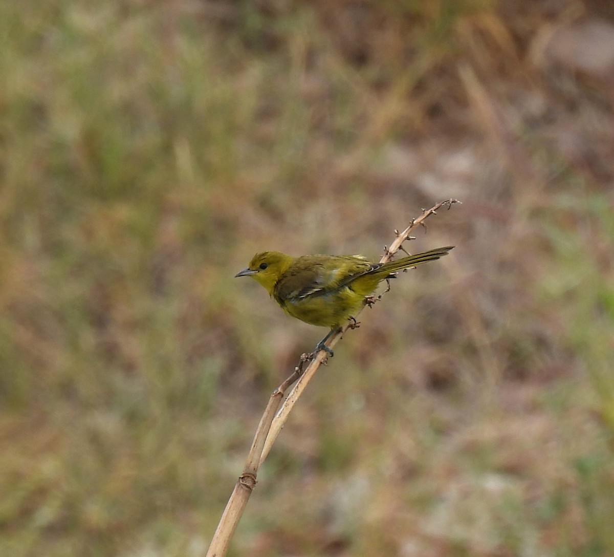 Orchard Oriole - ML611217821