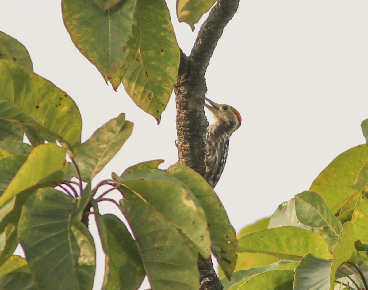 Yellow-crowned Woodpecker - ML611217857