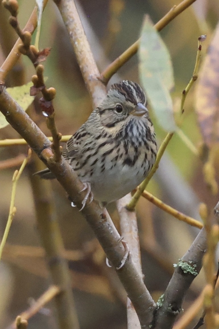 Lincoln's Sparrow - ML611217941