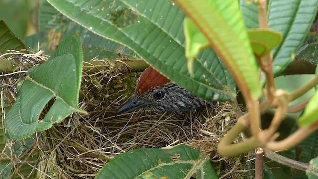 Bar-crested Antshrike - ML611218013