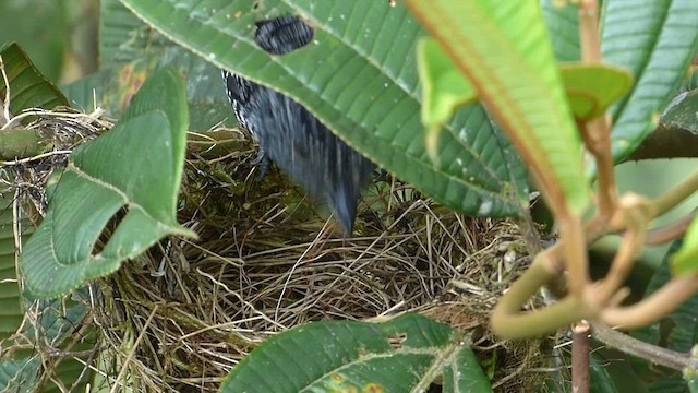 Bar-crested Antshrike - ML611218015