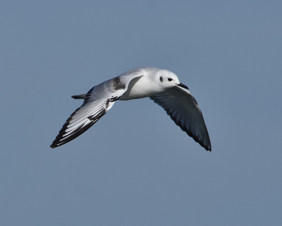 Bonaparte's Gull - ML611218021