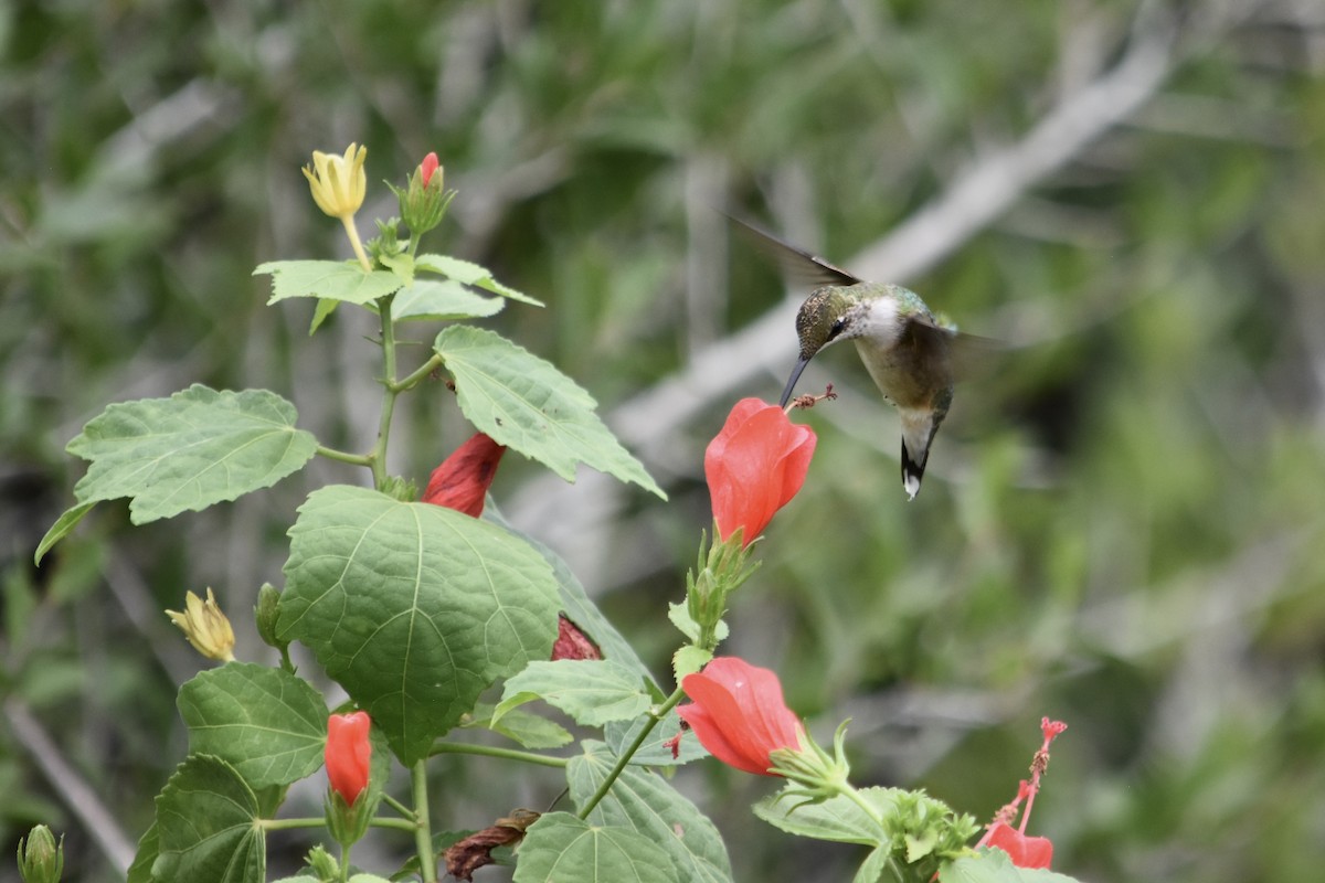 Colibrí Gorjirrubí - ML611218092