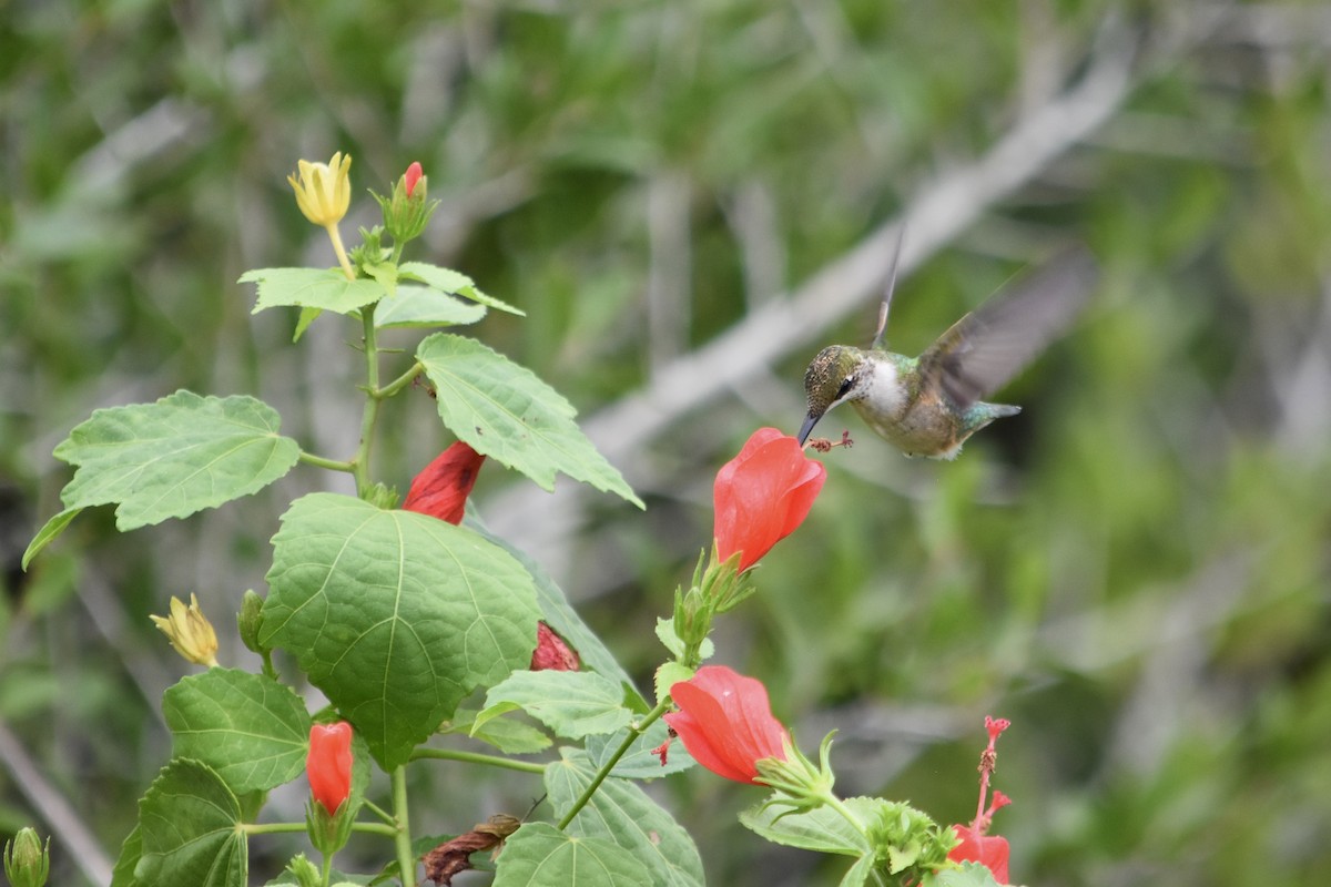 Ruby-throated Hummingbird - ML611218093