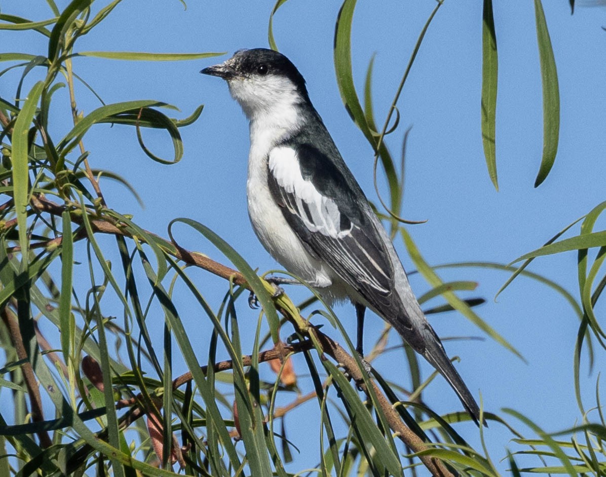 White-winged Triller - ML611218213