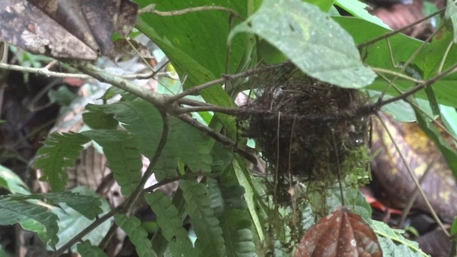 Plain Antvireo - ML611218233