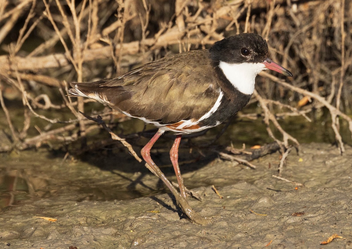 Red-kneed Dotterel - David Barton