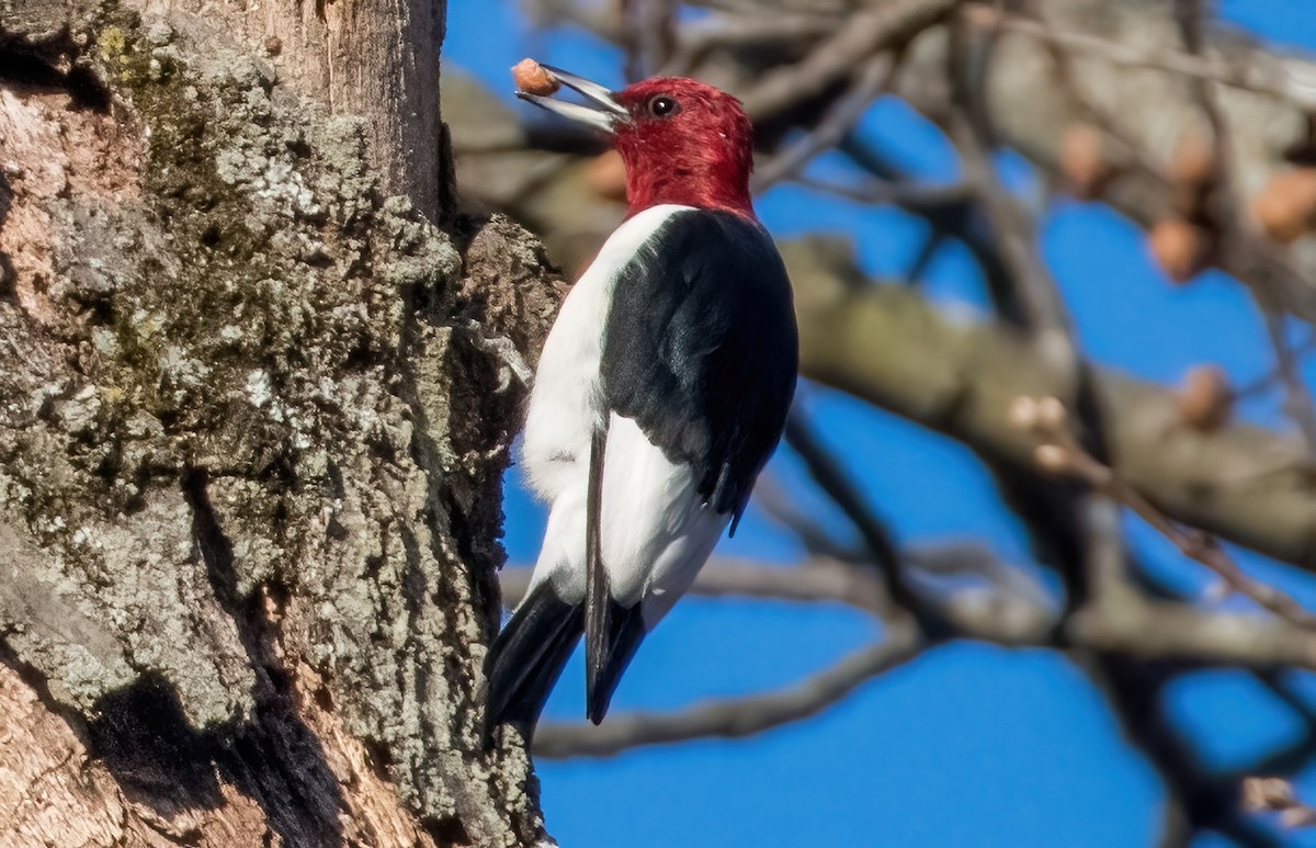 Red-headed Woodpecker - ML611218334