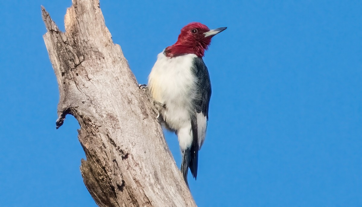 Red-headed Woodpecker - ML611218335