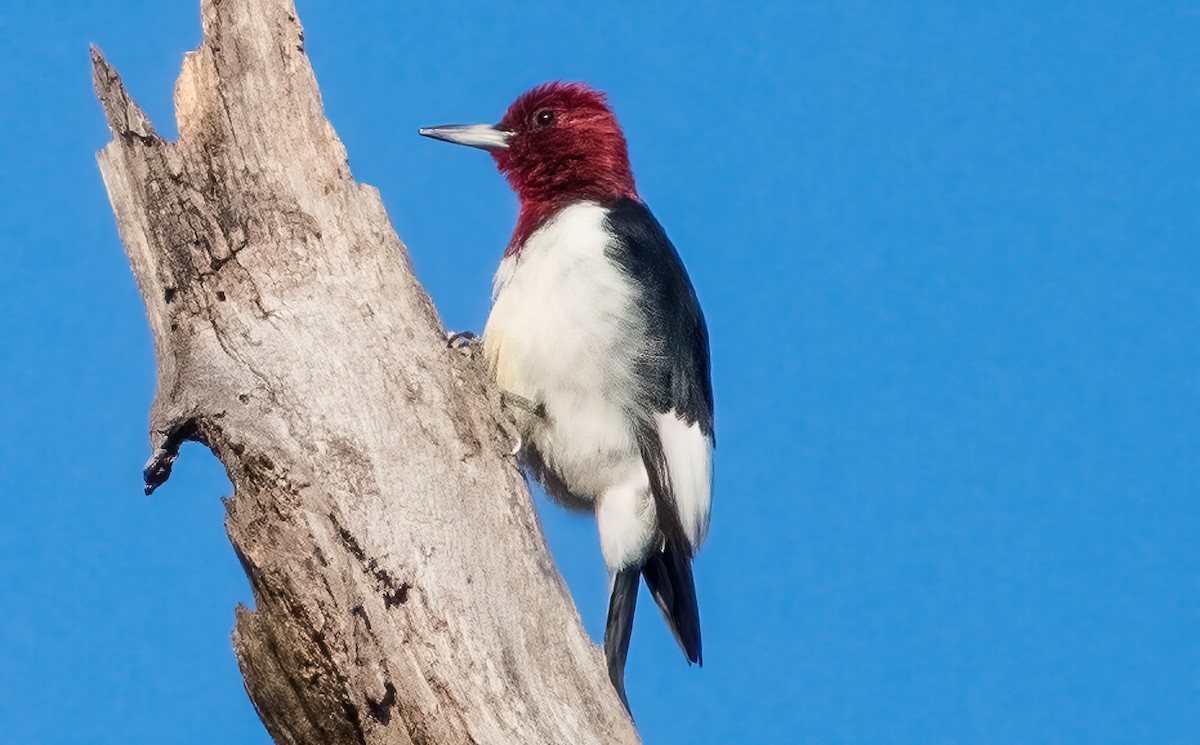 Red-headed Woodpecker - ML611218336