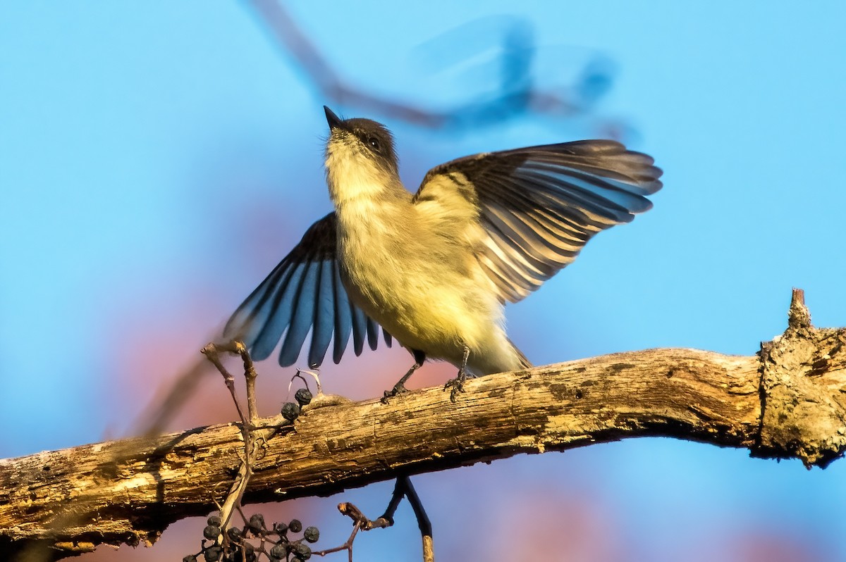 Eastern Phoebe - ML611218351