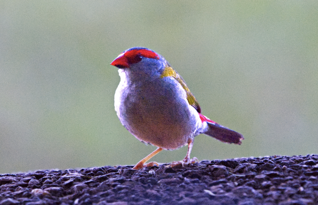Red-browed Firetail - ML611218362