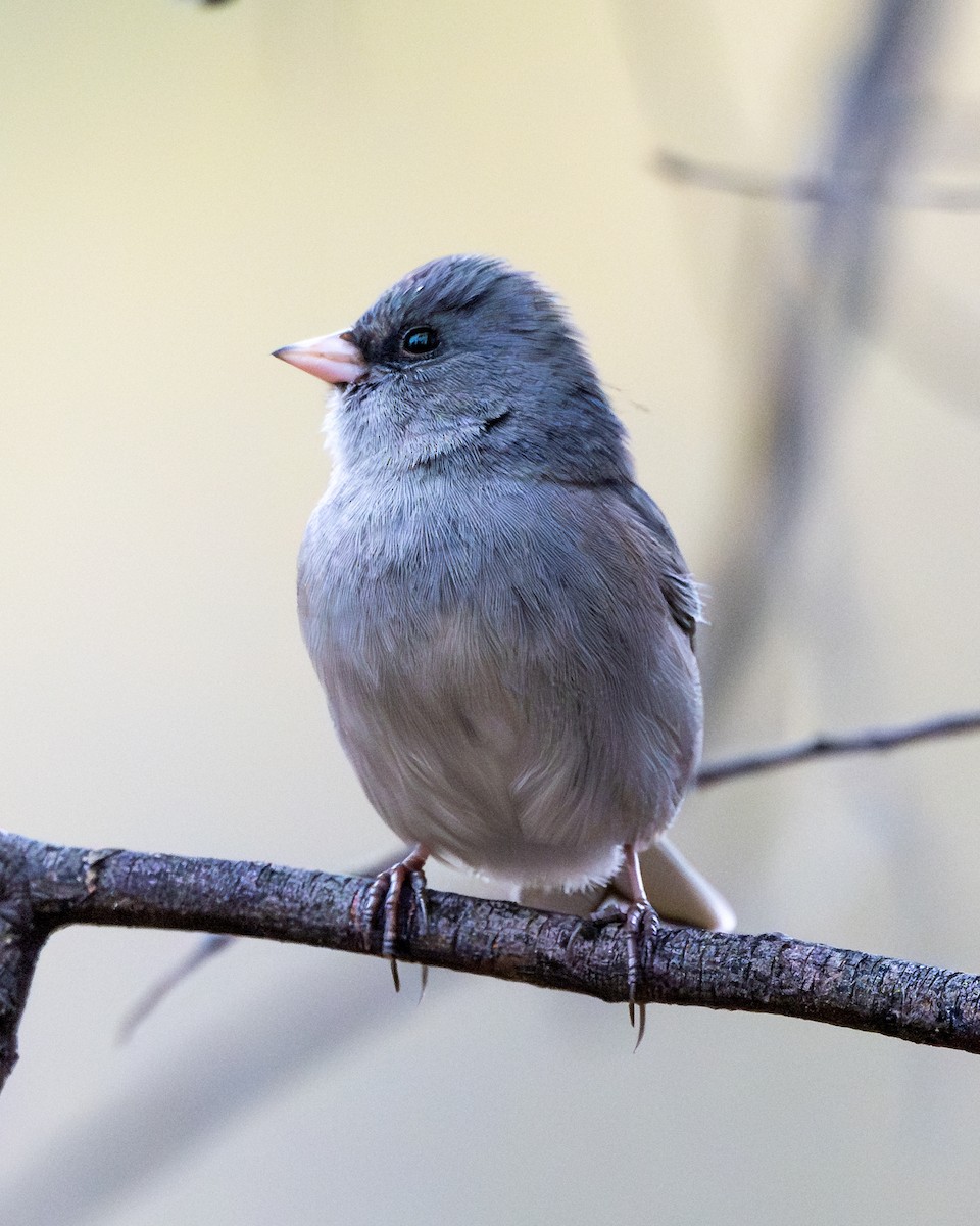 Dark-eyed Junco - ML611218369