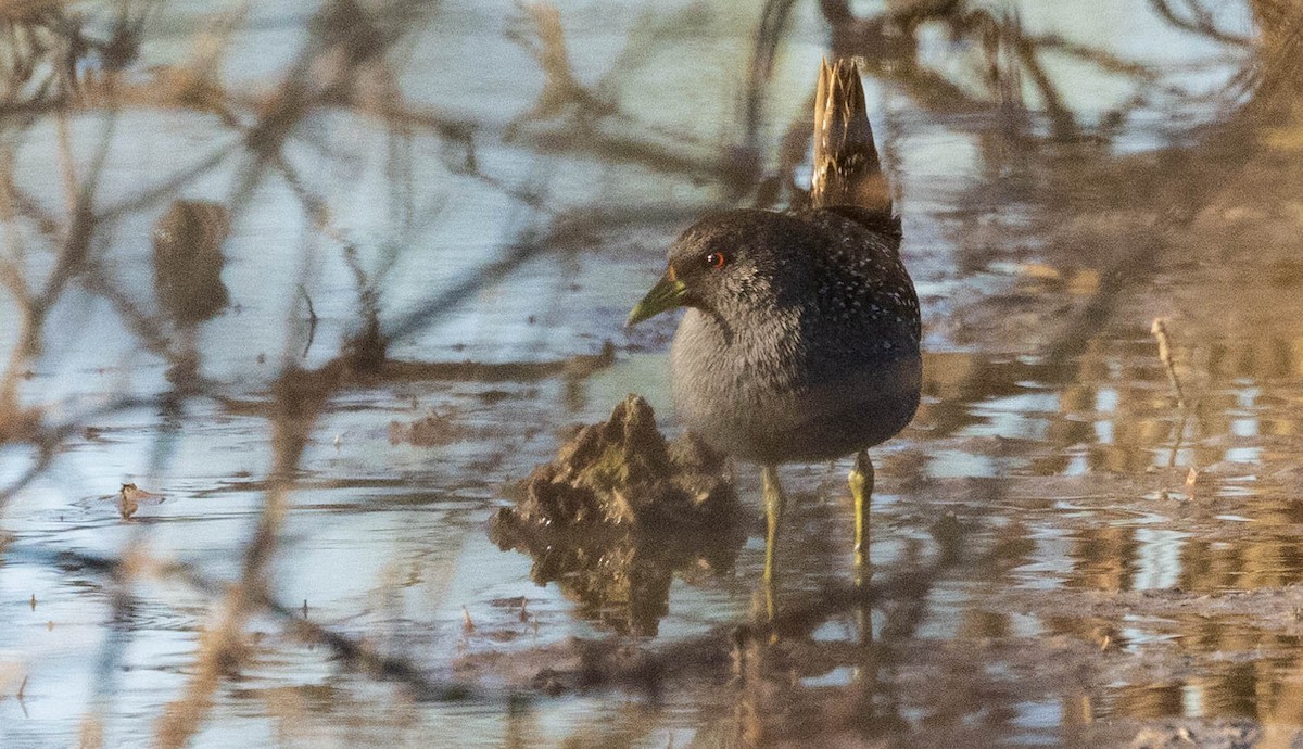 Australian Crake - David Barton