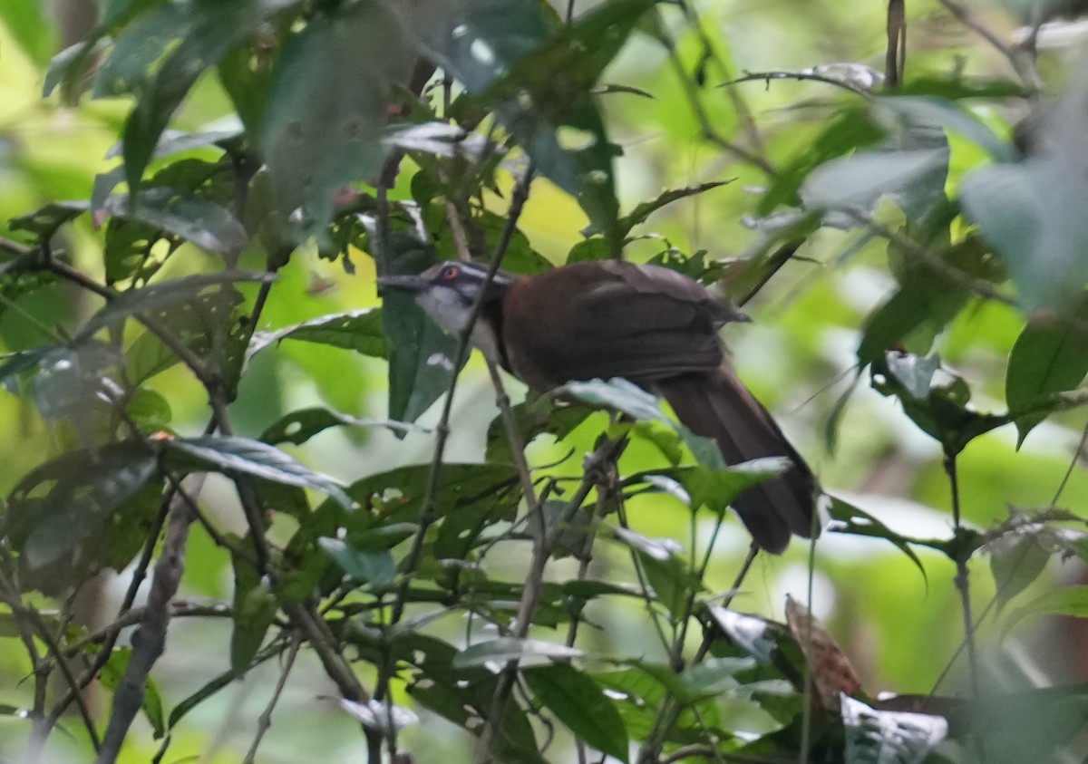 Lesser Necklaced Laughingthrush - ML611218453