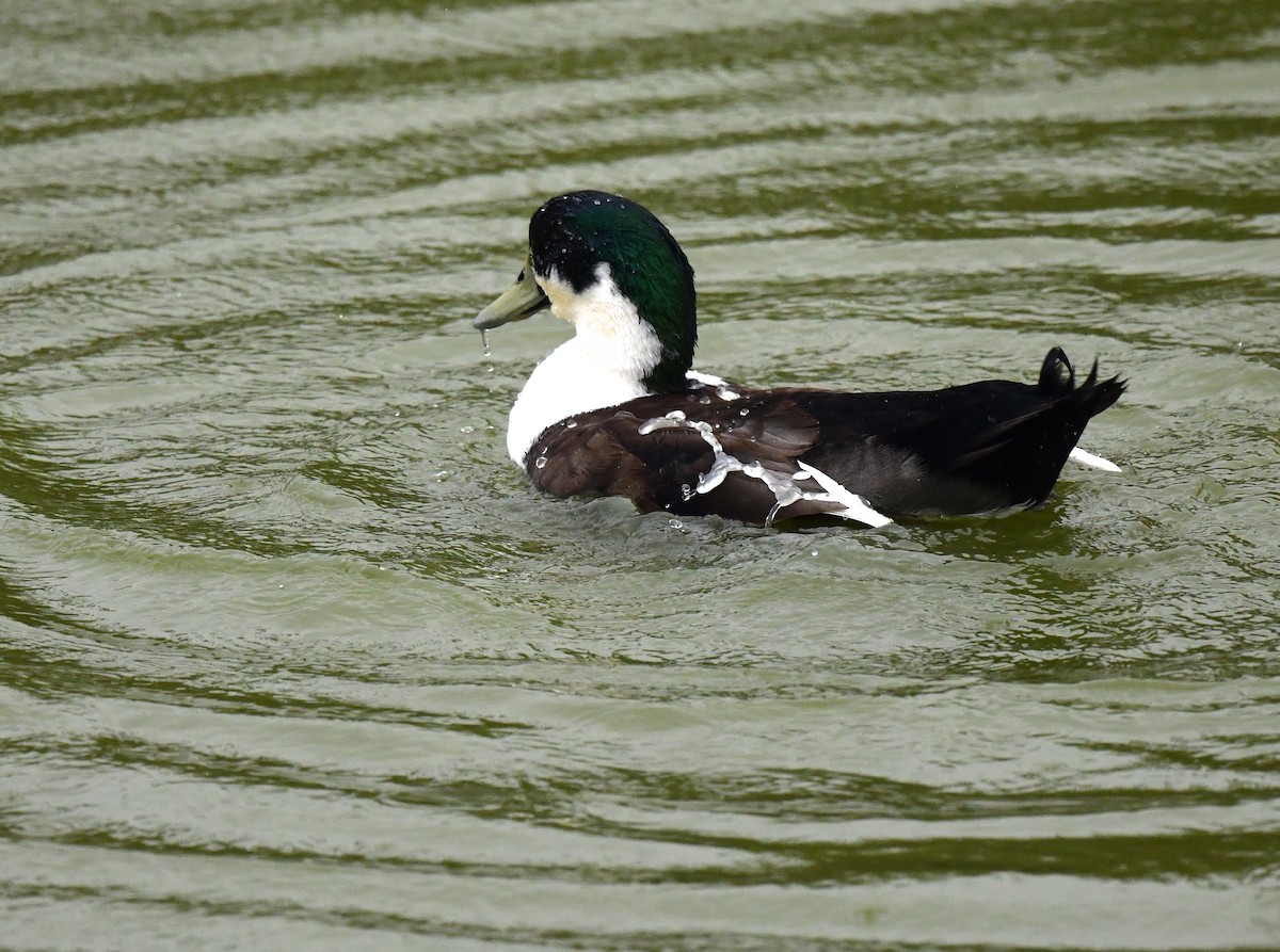 Canard colvert (forme domestique) - ML611218454