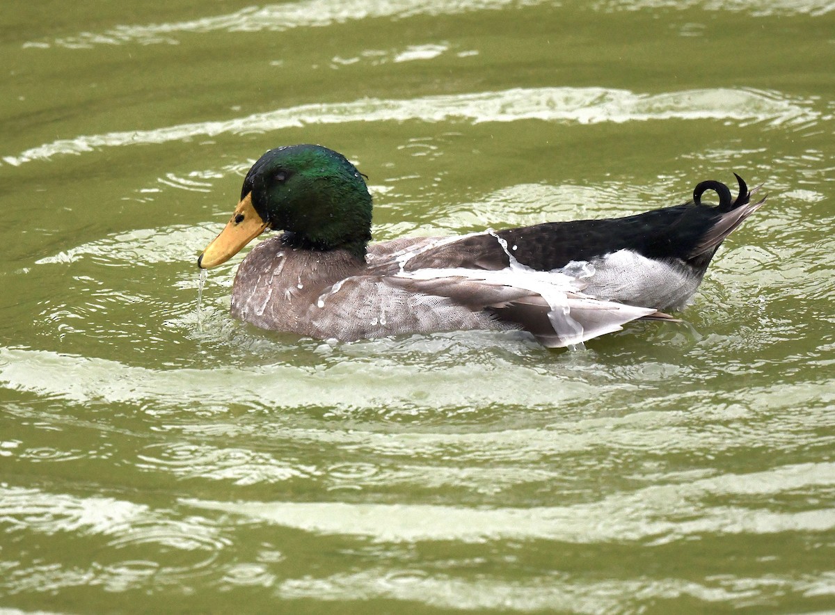 Mallard (Domestic type) - ML611218455