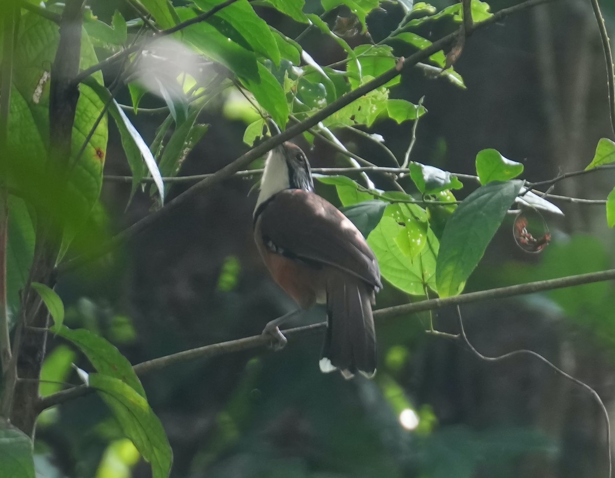 Greater Necklaced Laughingthrush - ML611218493