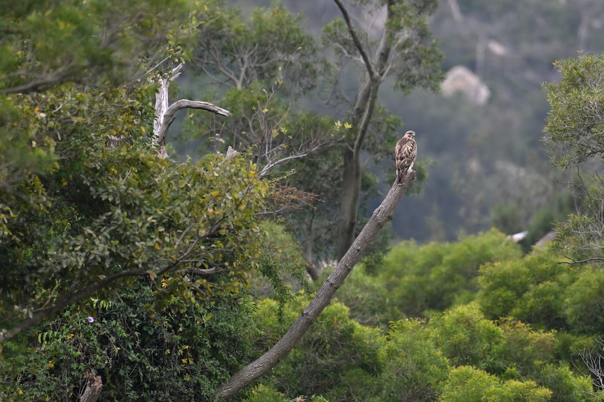 Eastern Buzzard - ML611218506